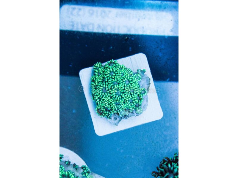 TMA Green Goniopora - Indo