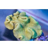Yellow Crown Toadstool Leather - Indo