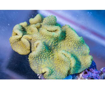 Yellow Crown Toadstool Leather - Indo