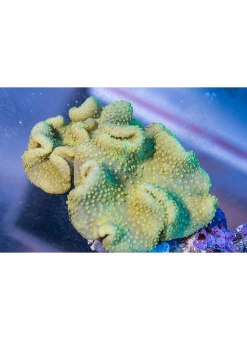 Yellow Crown Toadstool Leather - Indo