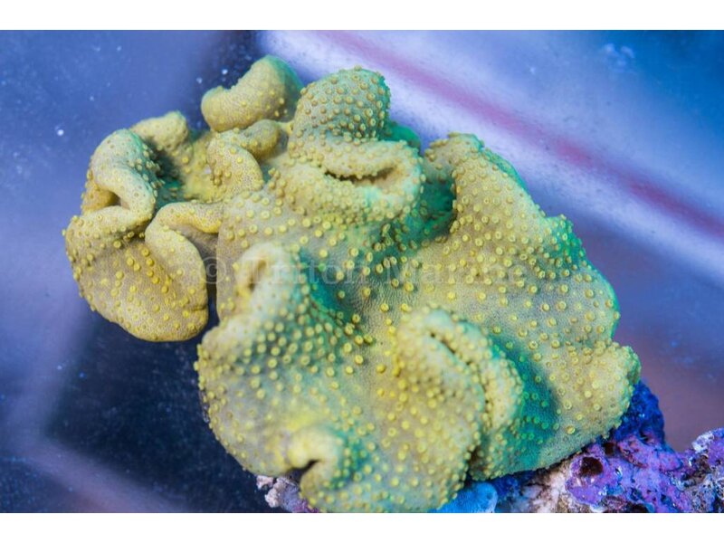 Yellow Crown Toadstool Leather - Indo