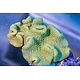 Yellow Crown Toadstool Leather - Indo
