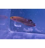 Court Jester Goby (Koumansetta rainfordi)