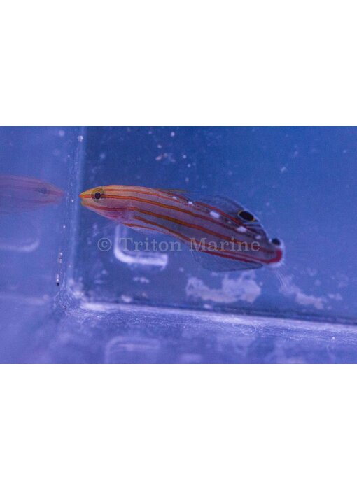Court Jester Goby (Koumansetta rainfordi)