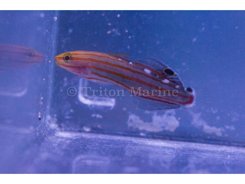 Court Jester Goby (Koumansetta rainfordi)