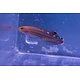Court Jester Goby (Koumansetta rainfordi)