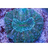 Green Acanthophyllia