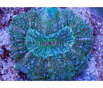 Green Acanthophyllia