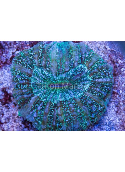 Green Acanthophyllia