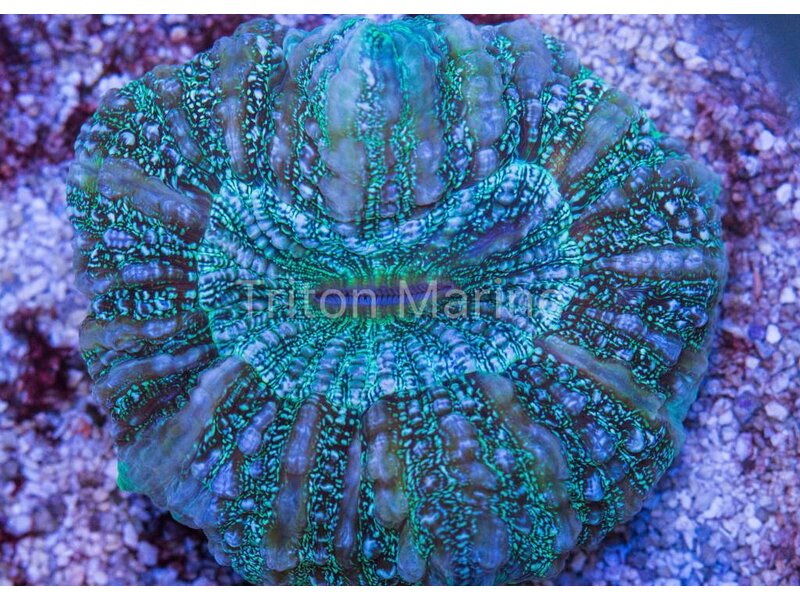 Green Acanthophyllia