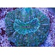 Green Acanthophyllia