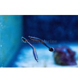 Bluestripe Pipefish (Doryrhamphus excisus)