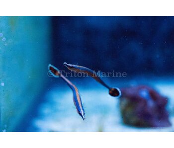 Bluestripe Pipefish (Doryrhamphus excisus)