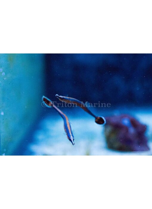 Bluestripe Pipefish (Doryrhamphus excisus)
