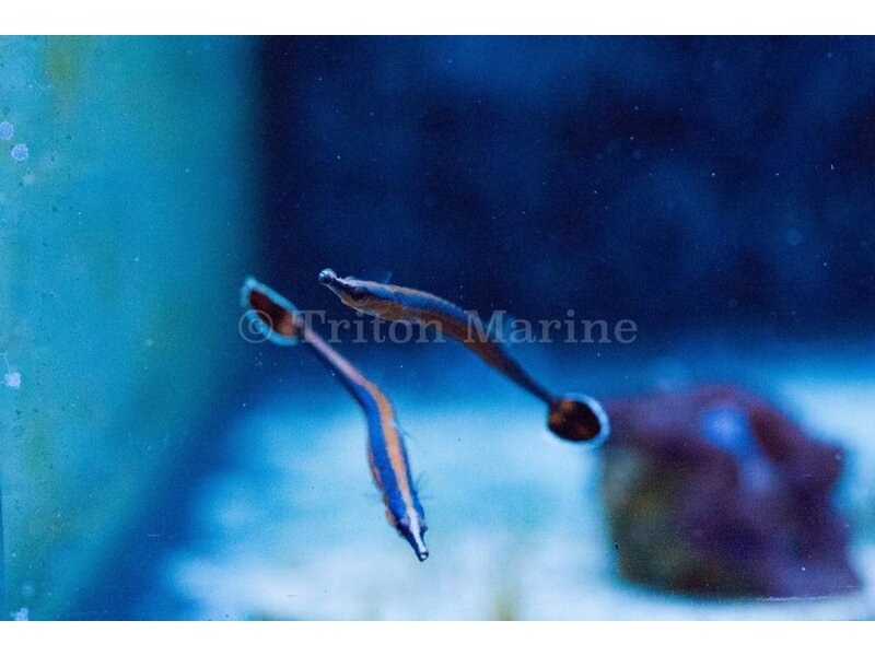 Bluestripe Pipefish (Doryrhamphus excisus)