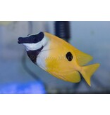 Foxface Lo  (Siganus vulpinus)