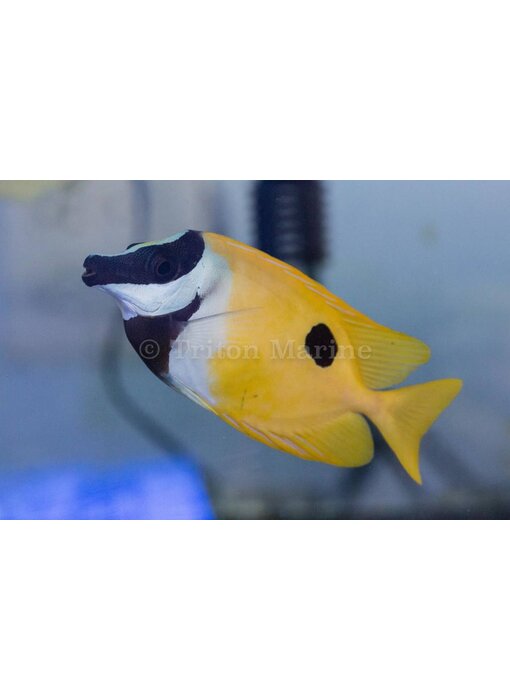 Foxface Lo  (Siganus vulpinus)