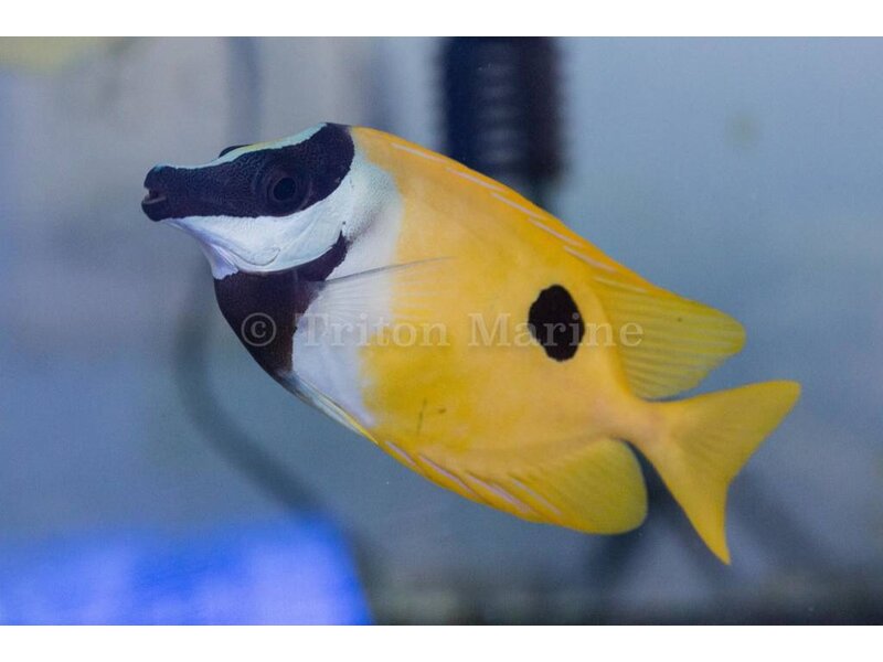 Foxface Lo  (Siganus vulpinus)