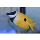 Foxface Lo  (Siganus vulpinus)