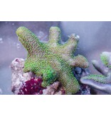 Green Polyp Toadstool Leather-Aussie