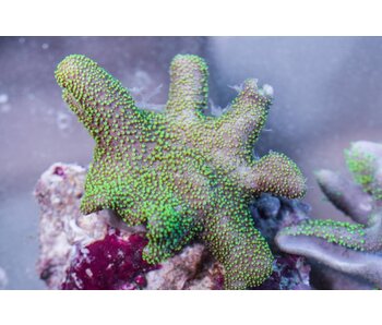 Green Polyp Toadstool Leather-Aussie