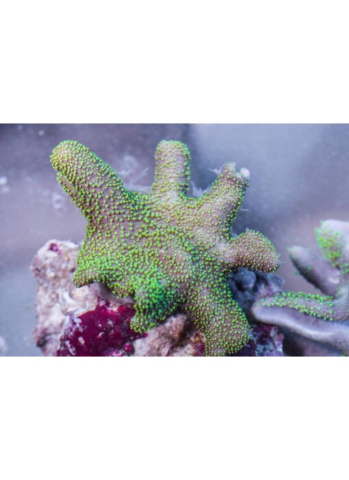 Green Polyp Toadstool Leather-Aussie