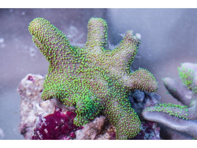Green Polyp Toadstool Leather-Aussie