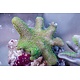 Green Polyp Toadstool Leather-Aussie