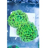 TMA Screamin Green Hammer - 2 Heads- Aussie
