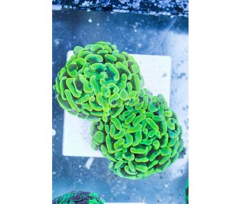 TMA Screamin Green Hammer - 2 Heads- Aussie