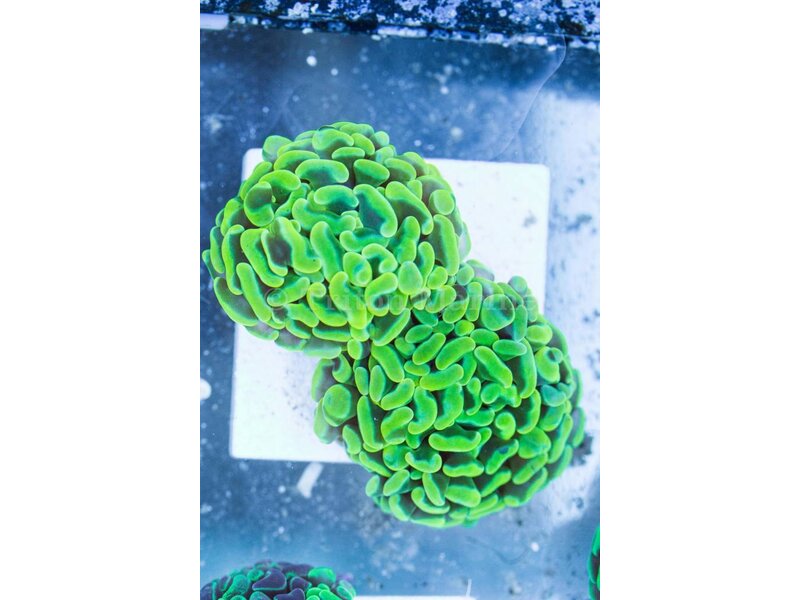 TMA Screamin Green Hammer - 2 Heads- Aussie