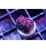 JF Anti-Venom Favia Frag