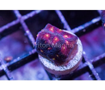 JF Anti-Venom Favia Frag