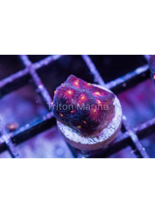 JF Anti-Venom Favia Frag