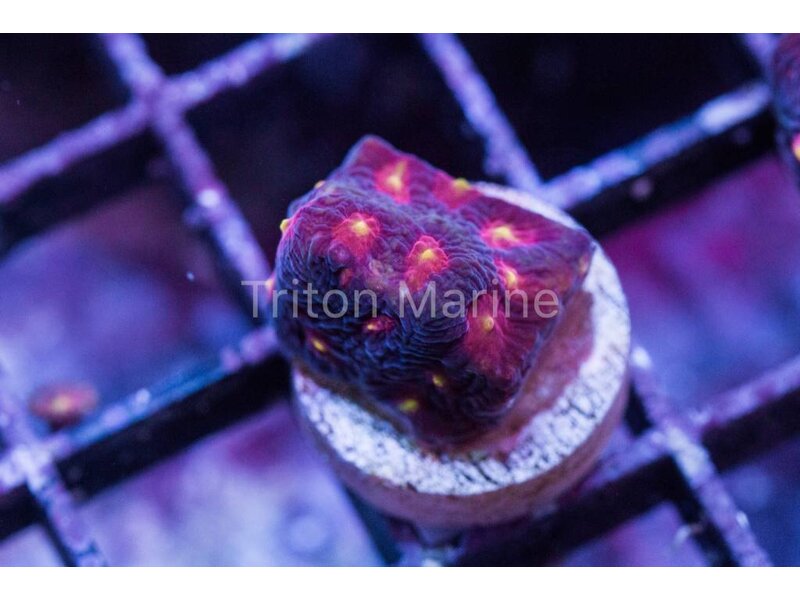 JF Anti-Venom Favia Frag