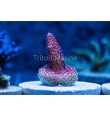 Red Planet Acropora Frag