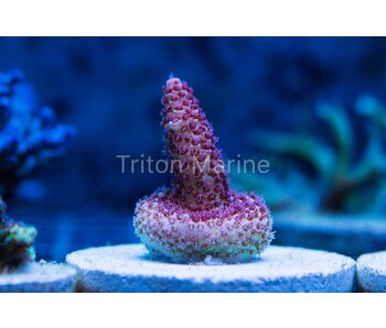 Red Planet Acropora Frag