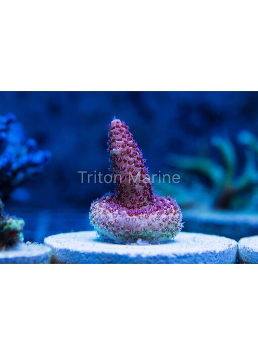 Red Planet Acropora Frag