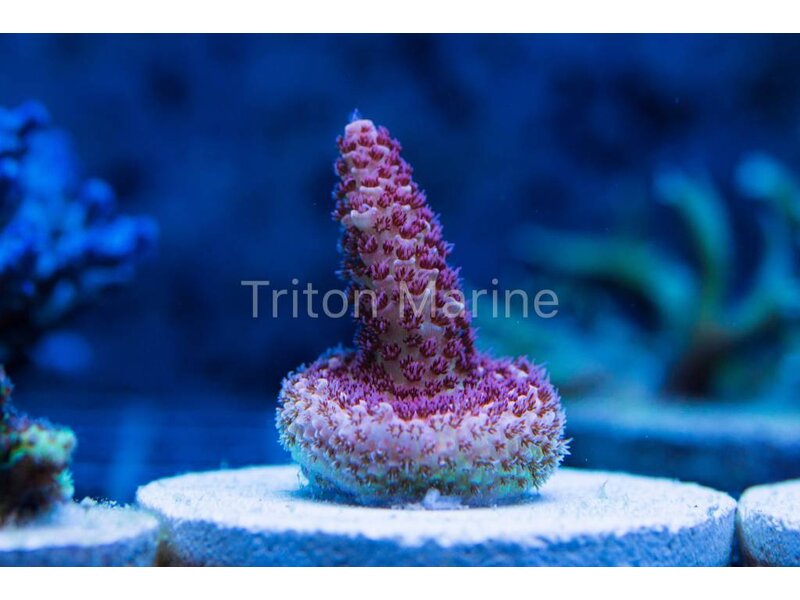 Red Planet Acropora Frag