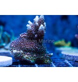 Red Planet Acropora