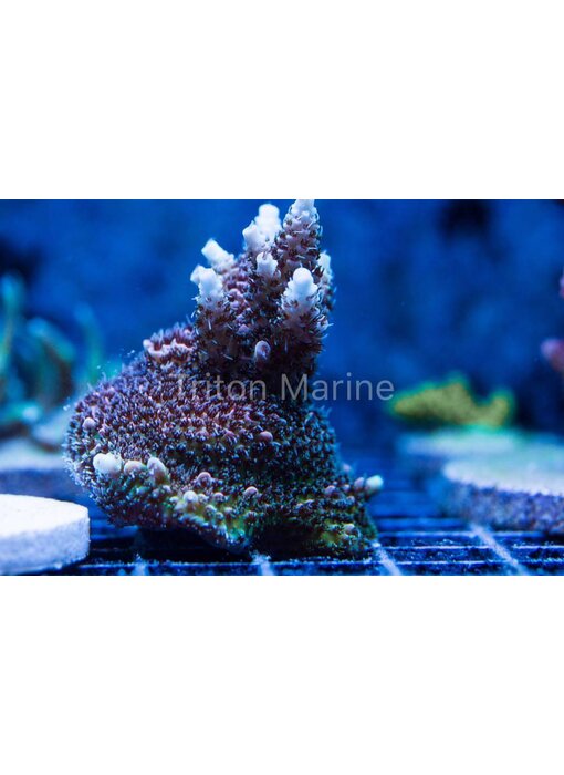 Red Planet Acropora