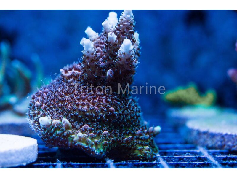 Red Planet Acropora