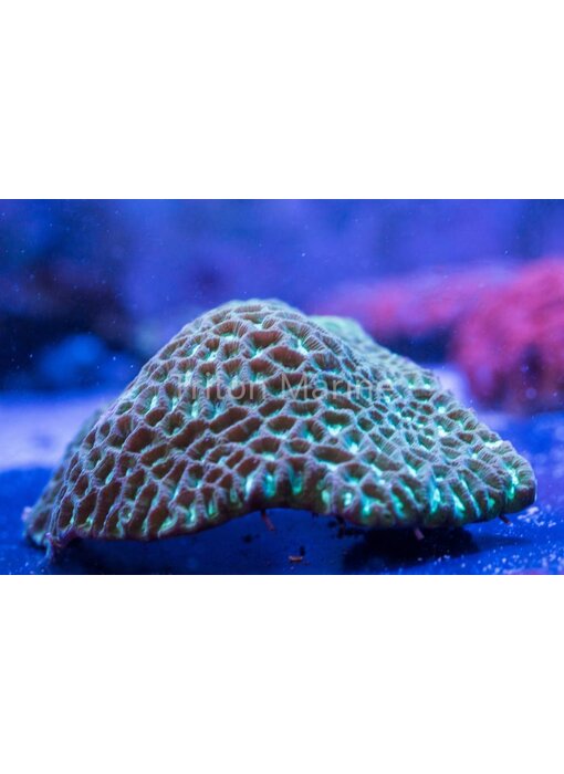 Green Maze Platygyra