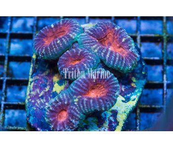 Green and Purple Lobo with Orange Center