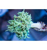 Green Sinularia Leather - Aussie