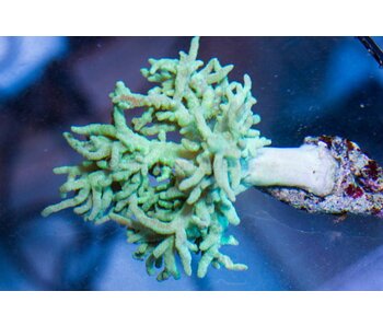 Green Sinularia Leather - Aussie