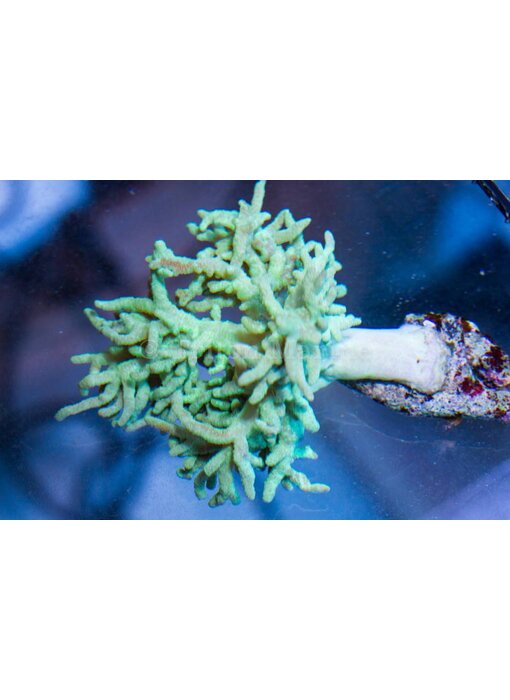 Green Sinularia Leather - Aussie