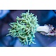 Green Sinularia Leather - Aussie