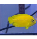 Yellow Angelfish (Centropyge heraldi) Yellow Angelfish (Centropyge heraldi)