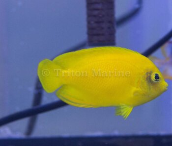 Yellow Angelfish (Centropyge heraldi)